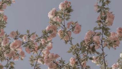 Ciana • SALON PRIVÉ, Salon de Coiffure à Cadalen