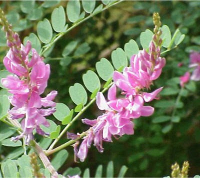 Salon Tête En L'hair Coloration Végétale, Salon de Coiffure à Lisieux