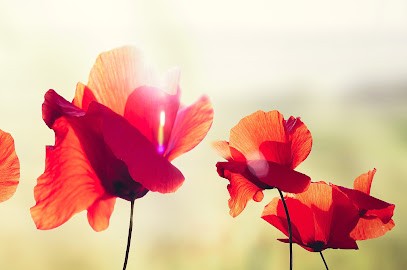 Emma Bay, Salon de Coiffure à Bourgoin-Jallieu