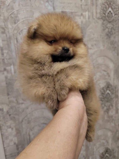 Non, Coiffeur à Domicile à Valenciennes